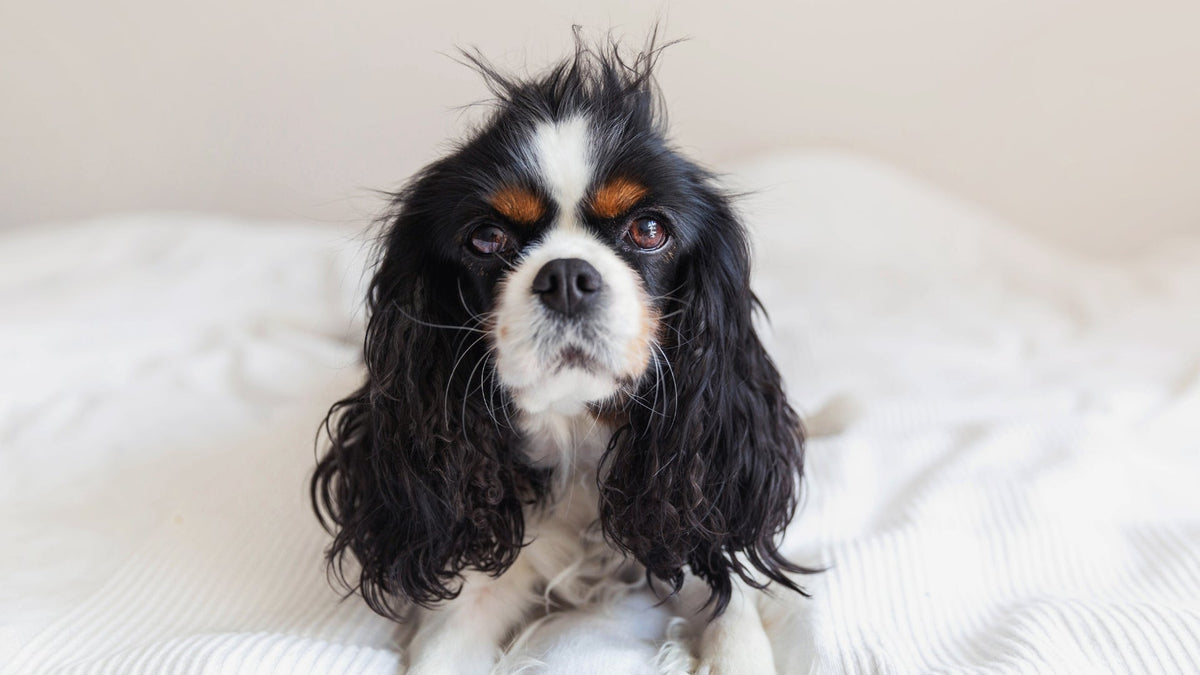 How Often Should You Brush Your Dog and Why It’s Important - SmartPaw