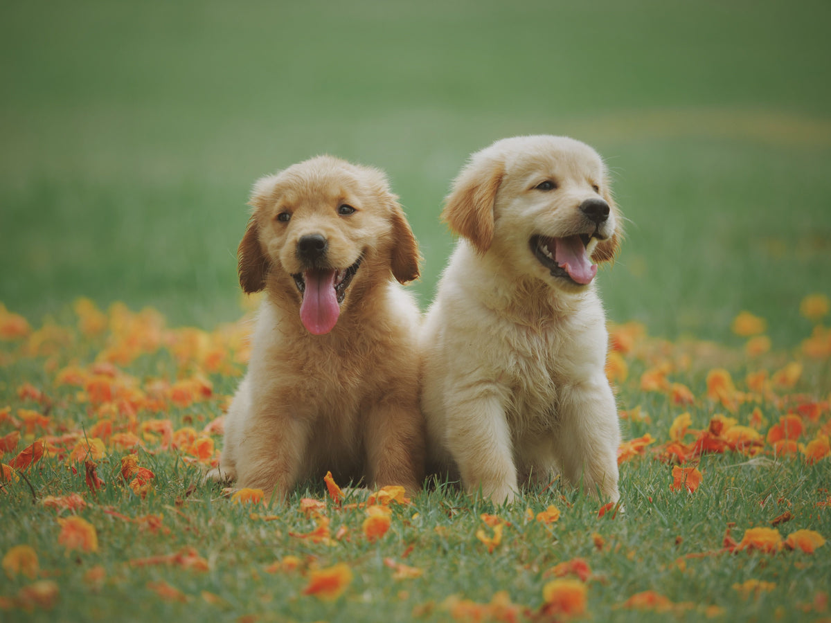 Twee golden retriever pups zitten in het gras