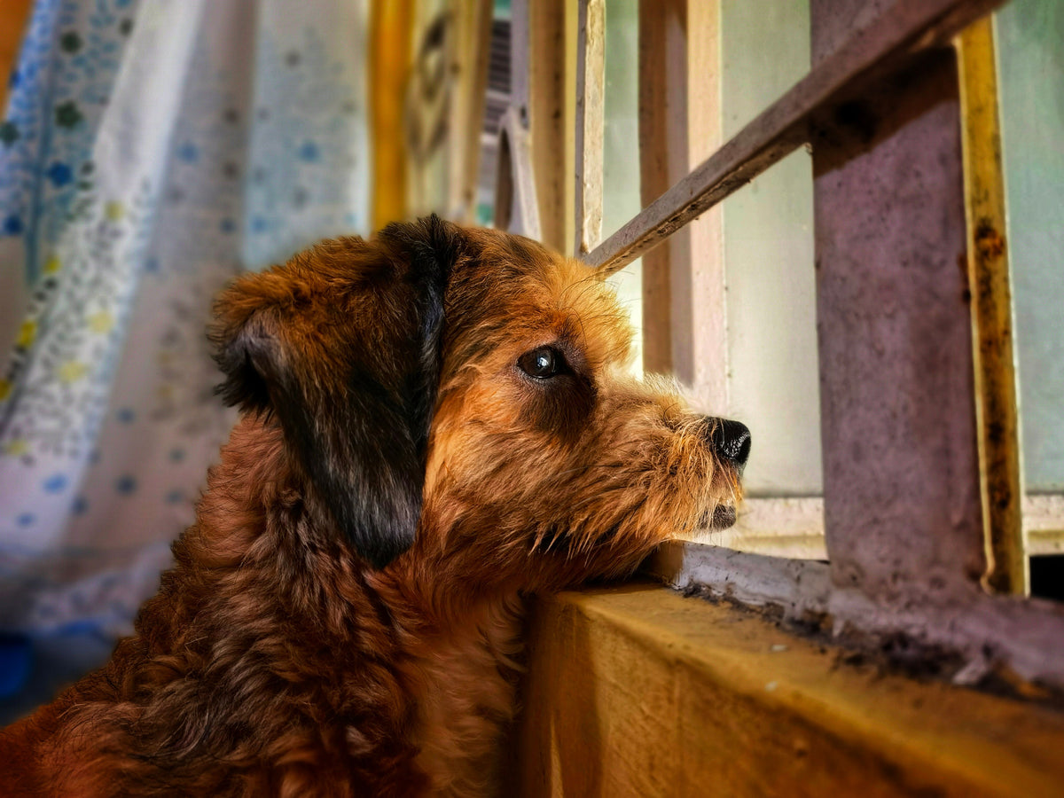 Hond kijkt door het raam naar buiten tijdens regenachtig weer