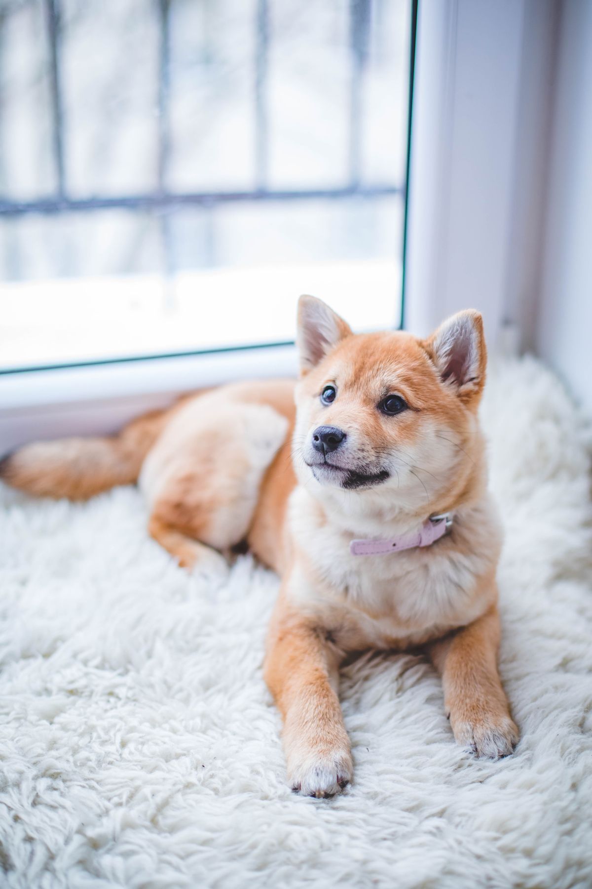 Hond ligt op een wit kleed bij het raam