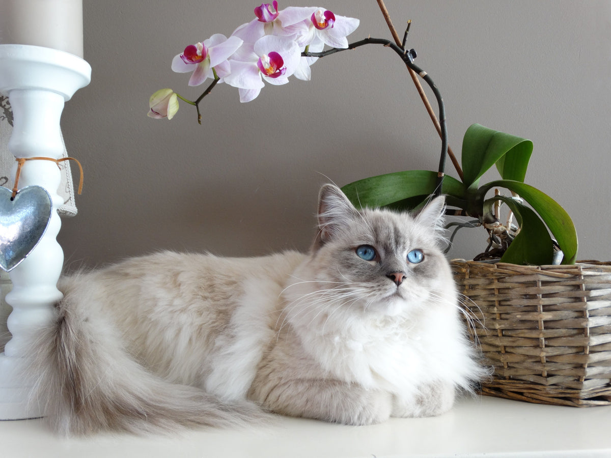 Langharige lichte kat met blauwe ogen ligt naast een plant