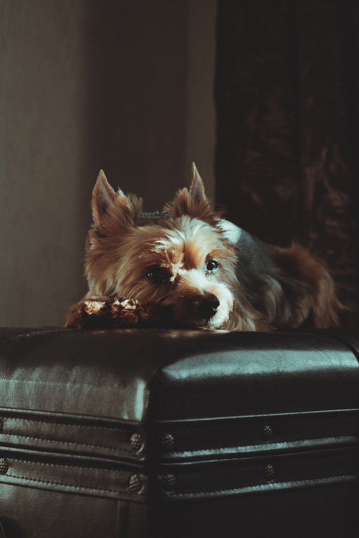 Hond ligt op de bank