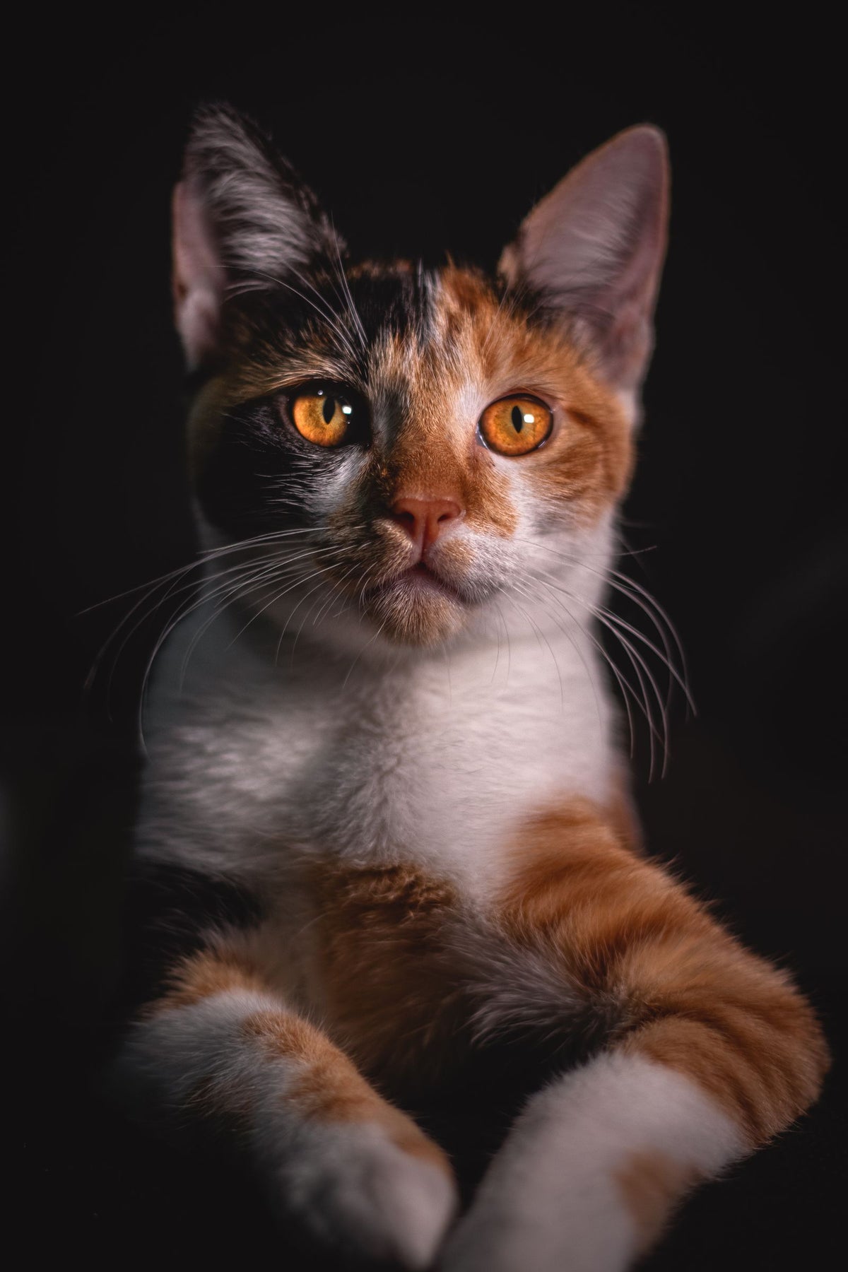 Driekleurige kat met oranje ogen kijkt in de camera