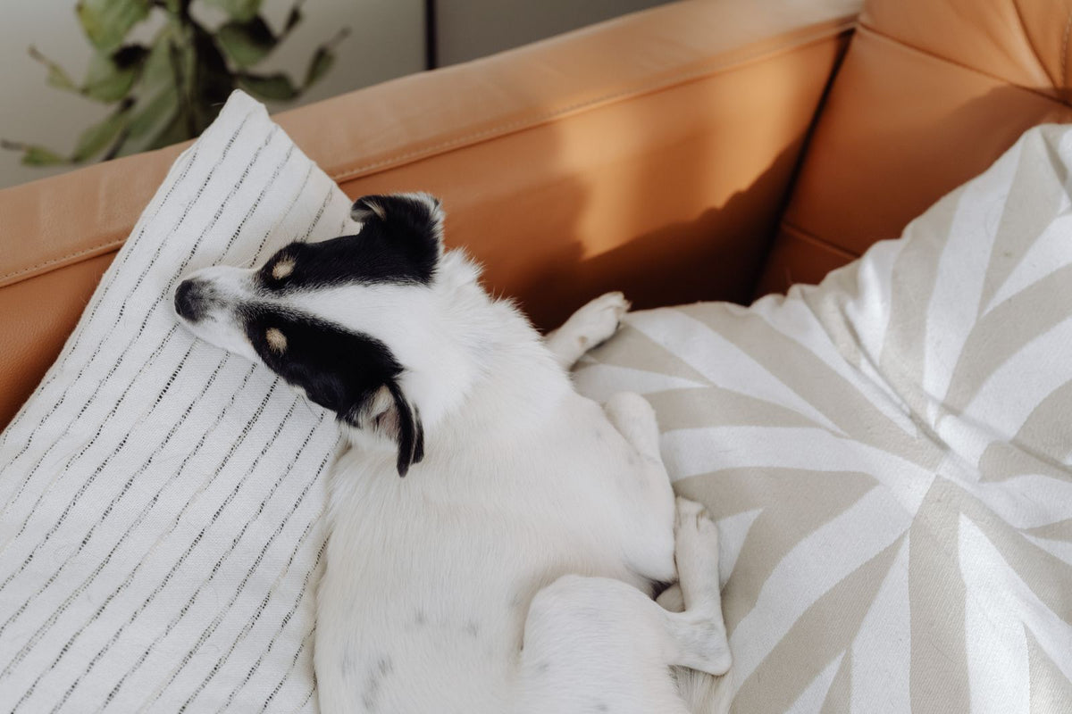 Witte pluizige hond ligt op kussens