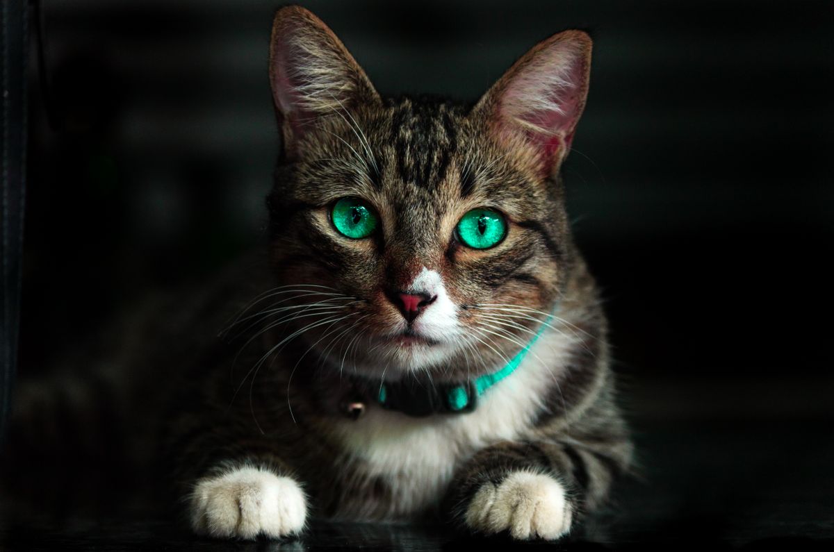 Gestreepte kat met groene ogen kijkt in de camera