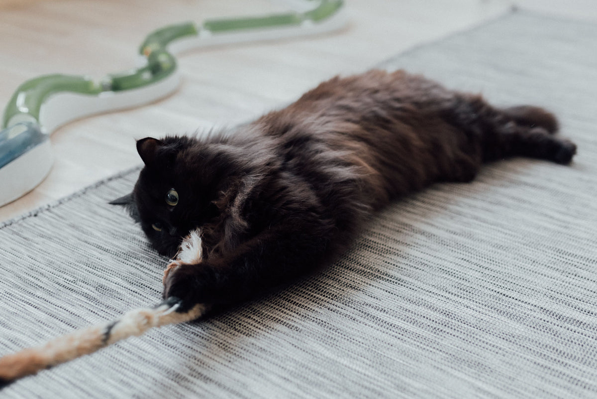 Zwarte kat speelt binnen met een touwtje op een tapijt