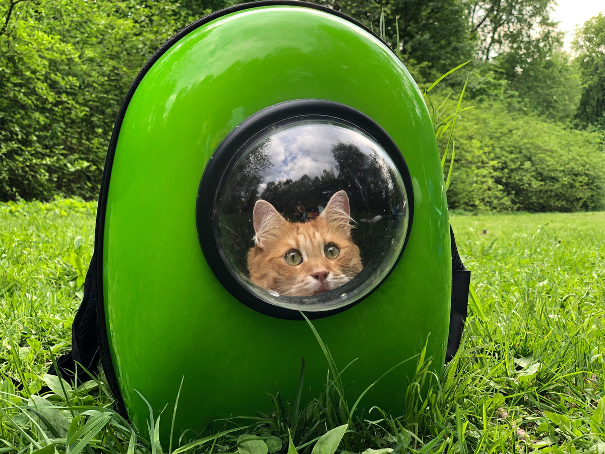Oranje cyperse kat in een groene vervoersbox