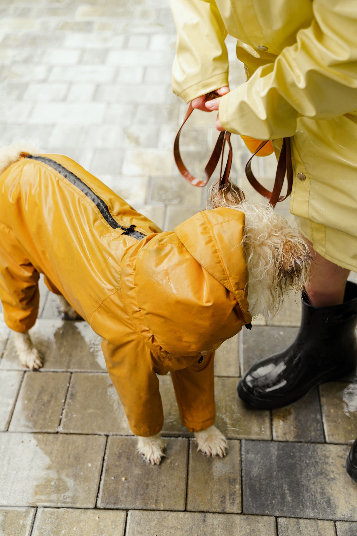 Hond in een gele regenjas tijdens een wandeling in de regen