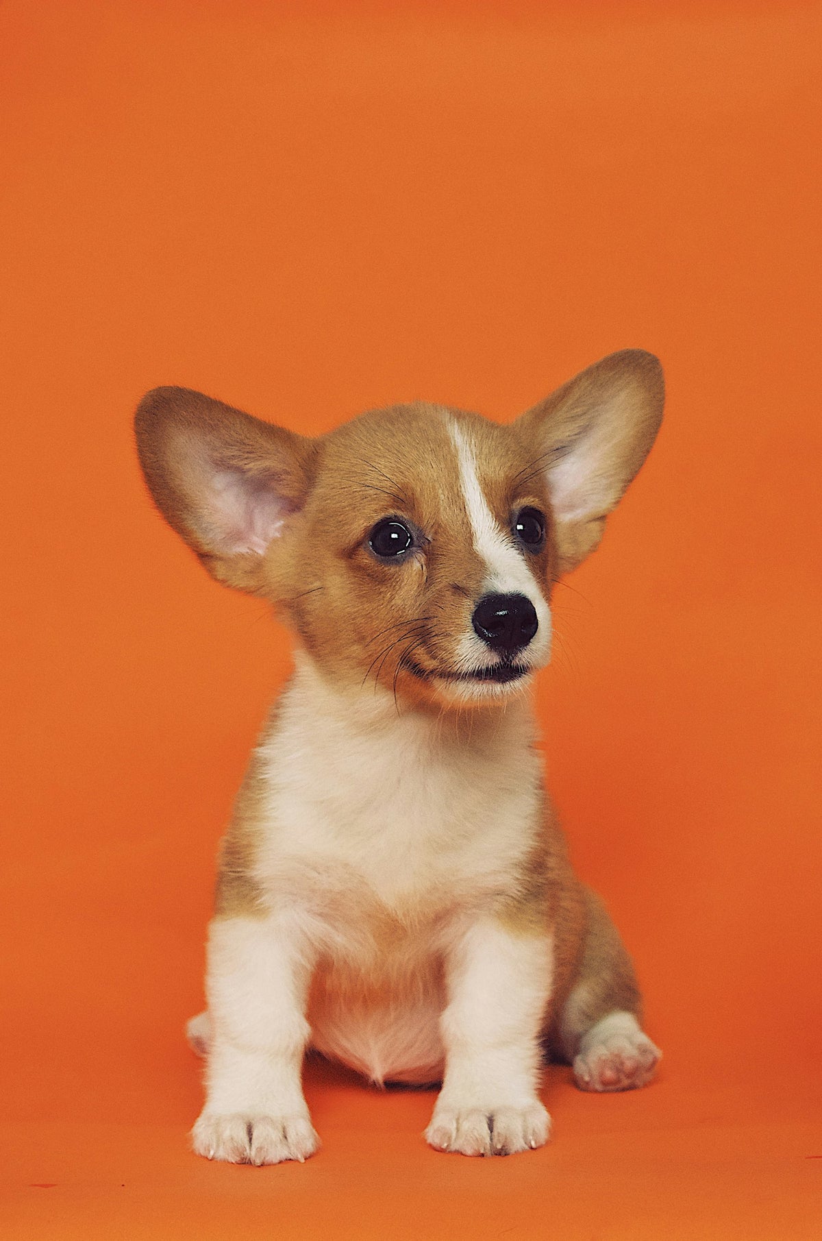 Corgi-pup zit op een oranje achtergrond