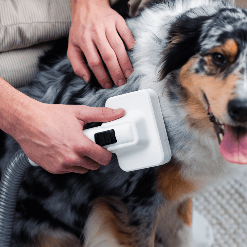 Hoe Maak Je Je Hond Vertrouwd Met de Stofzuiger: Tips voor Angst en Geluid - SmartPaw