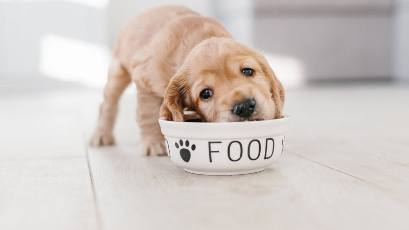 How Nutrition Affects Your Pet’s Health: What You Need to Know - SmartPaw