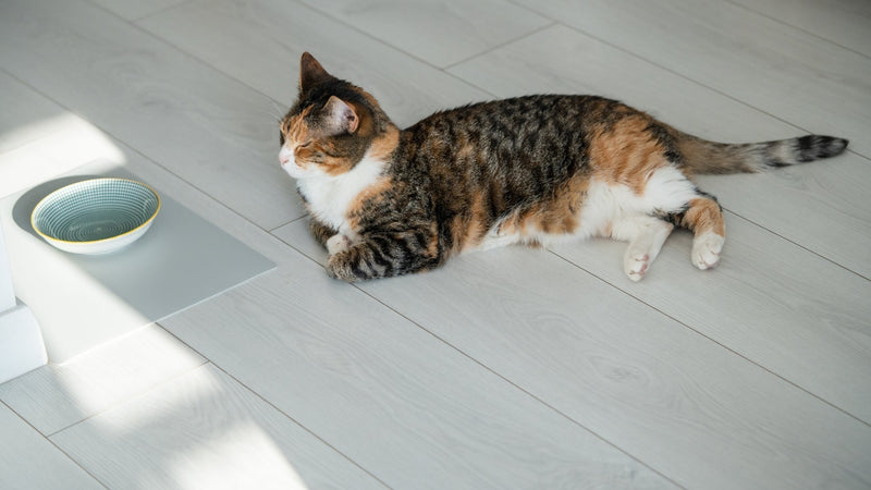 How Often Should My Cat Eat Per Day? - SmartPaw