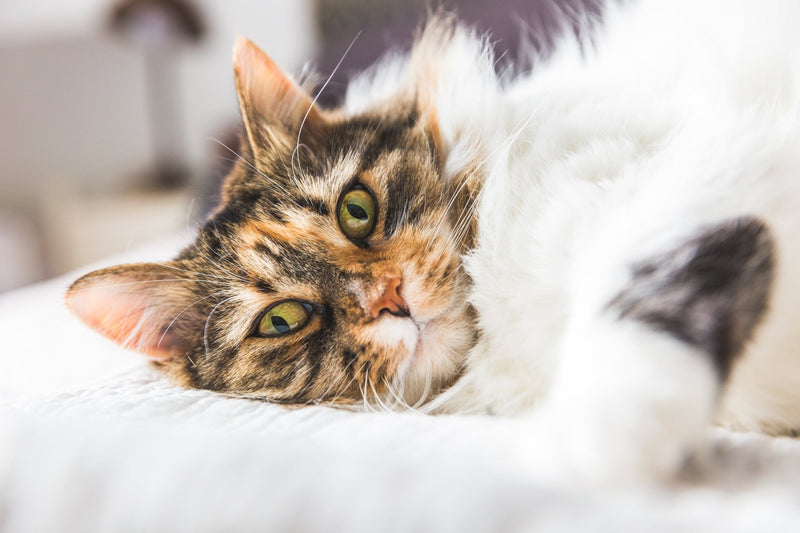 How to Care for a Healthy and Happy Cat? Complete Guide - SmartPaw