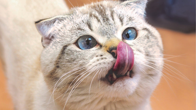 How to Keep Your Indoor Cat Active and Healthy - SmartPaw