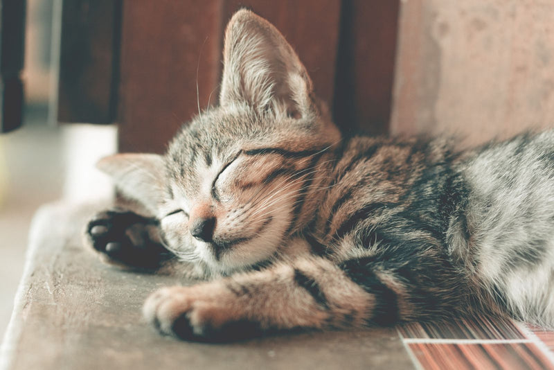 Slapend kitten met gestreepte vacht