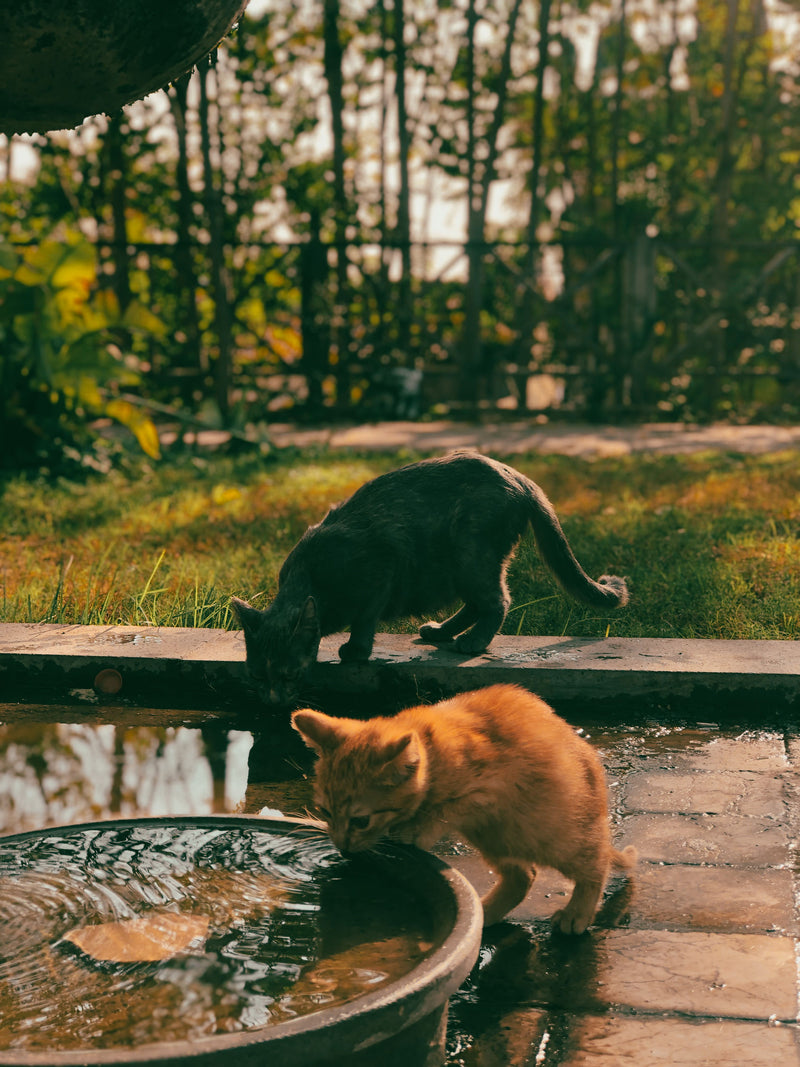 Twee katten die samen water drinken
