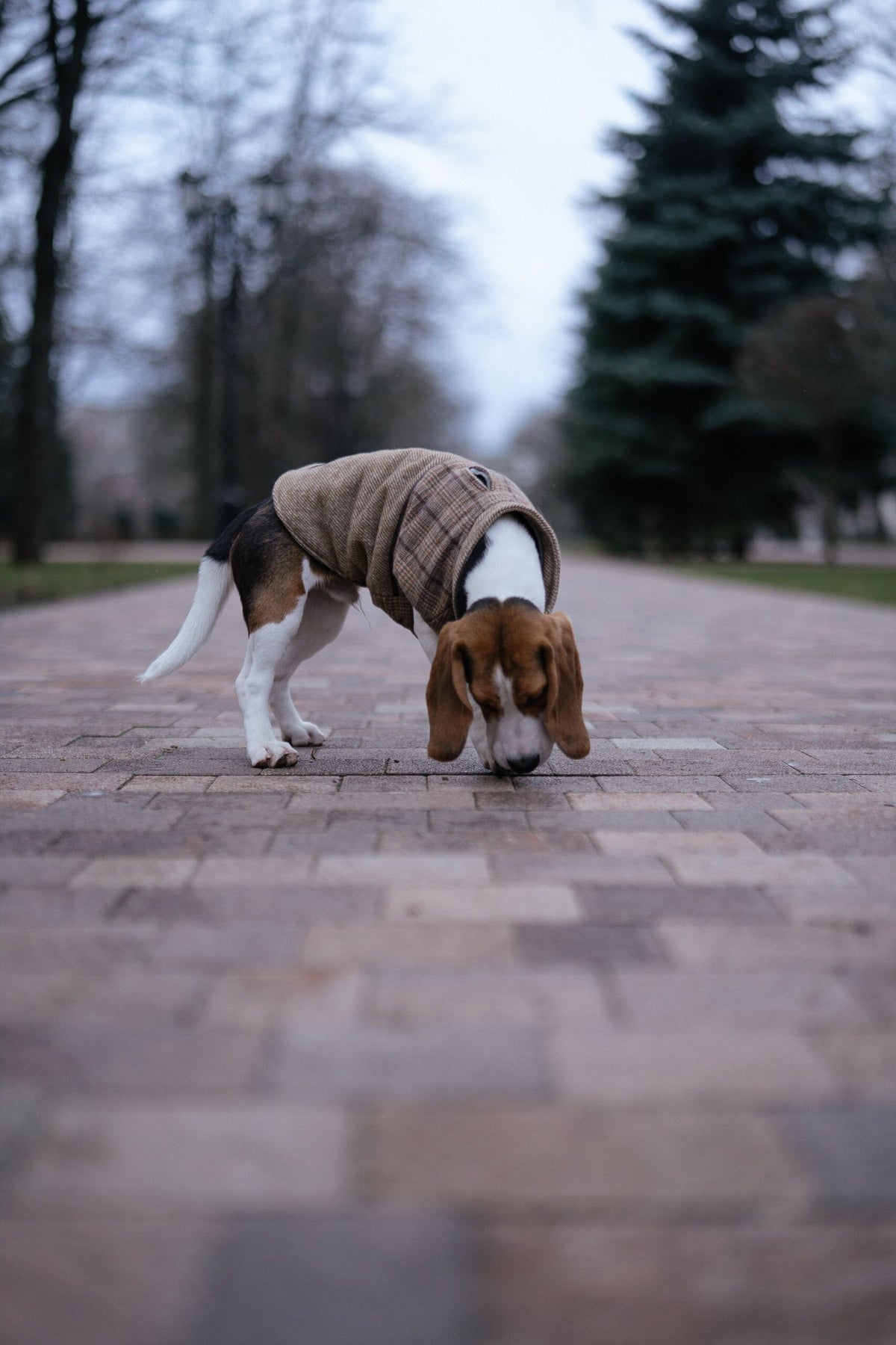 Beagle die snuffelend over een pad loopt tijdens de wandeling