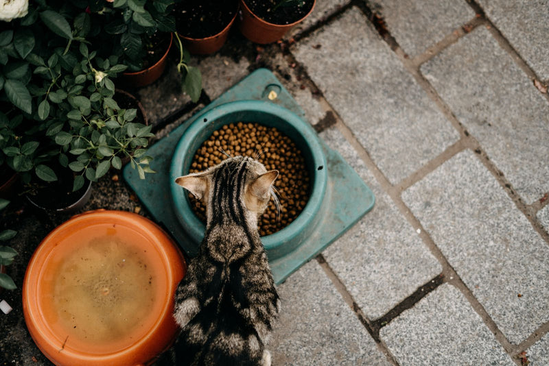 Kat eet droogvoer uit een voerbak