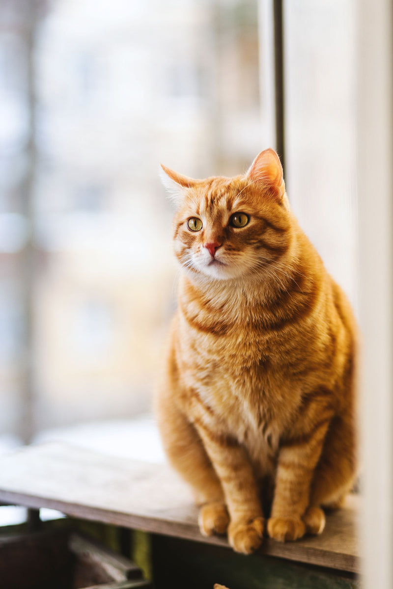 Kat die buiten in het gras zit en aan grassprieten snuffelt