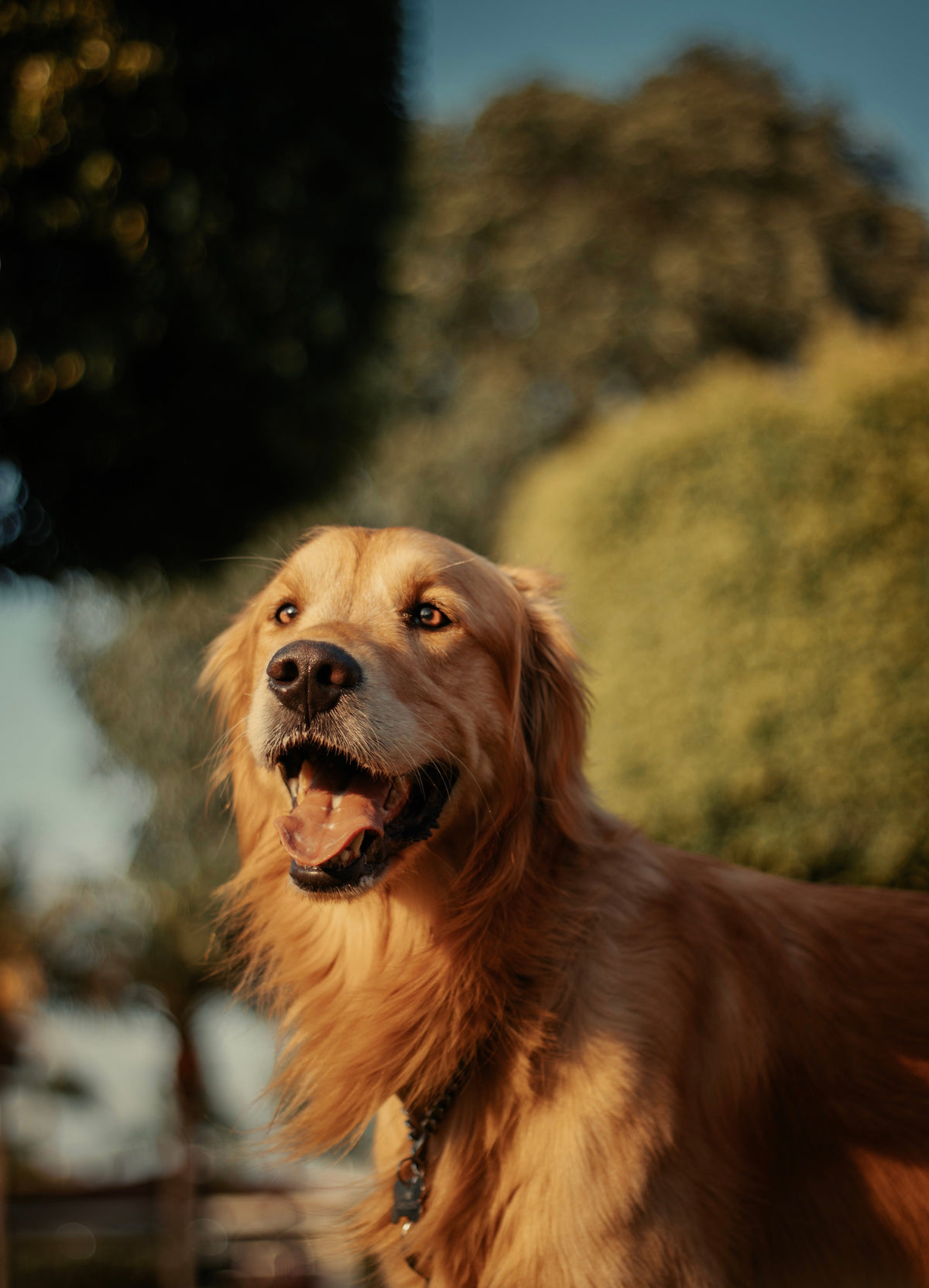 Hond met tong uit de bek, hijgend na het spelen
