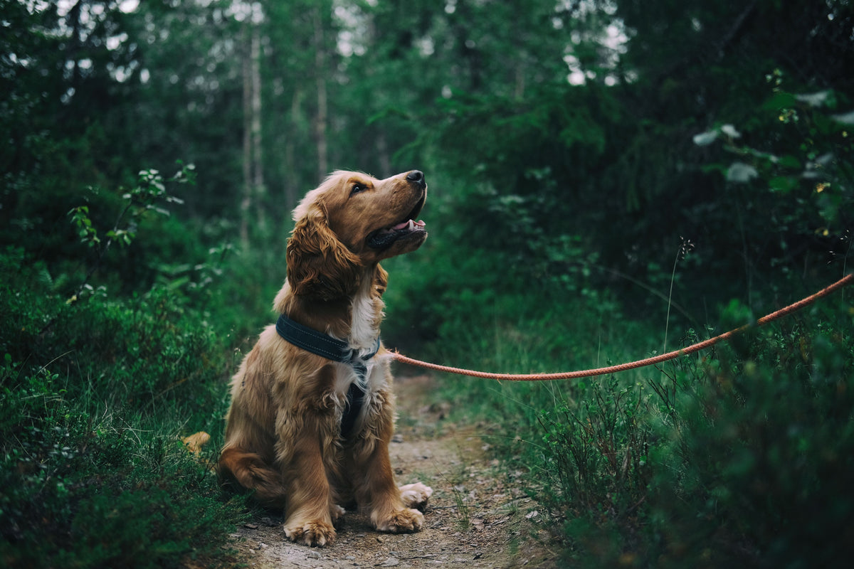 Hond zit en kijkt omhoog tijdens een wandeling