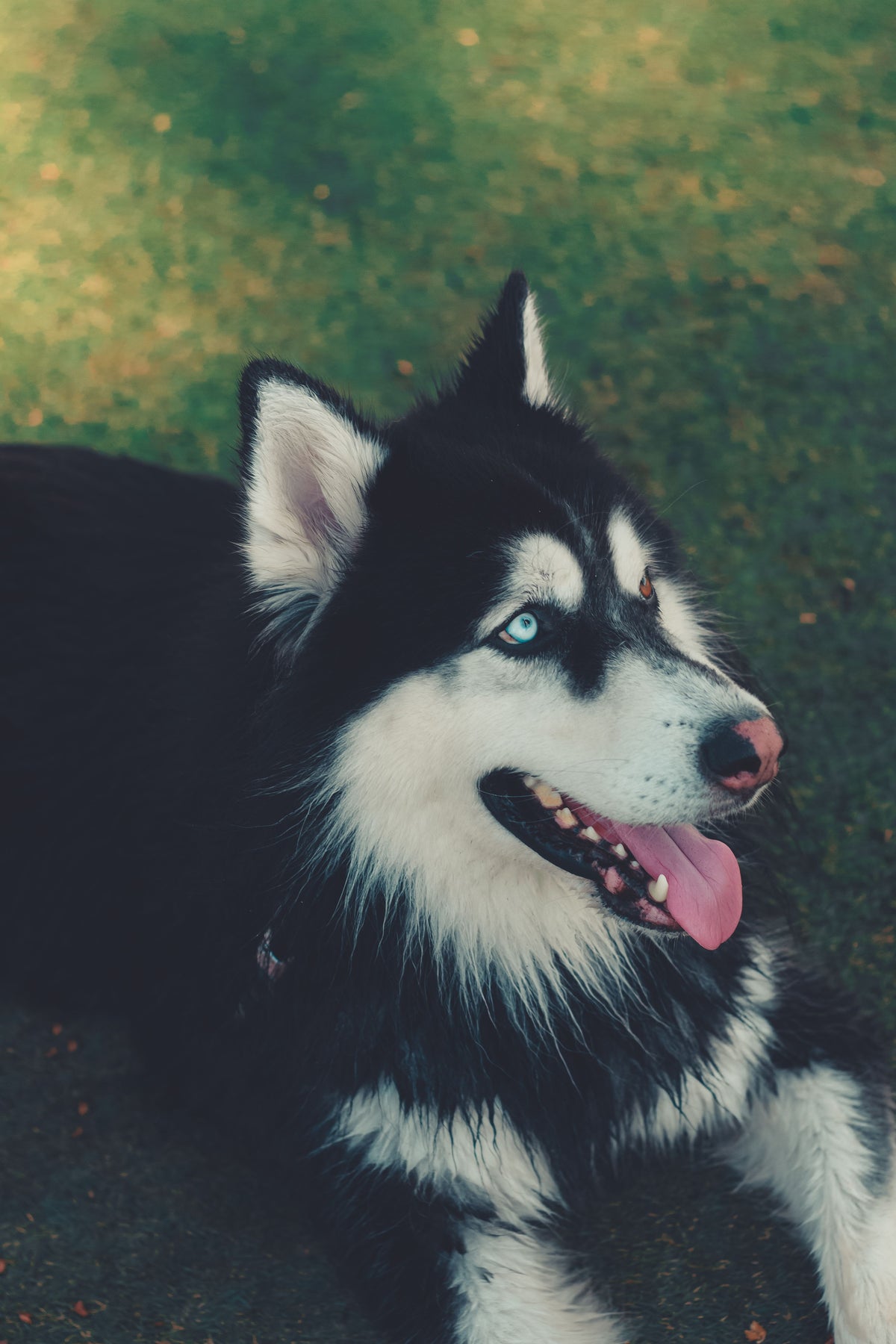 Siberische husky met dikke dubbele vacht in close-up