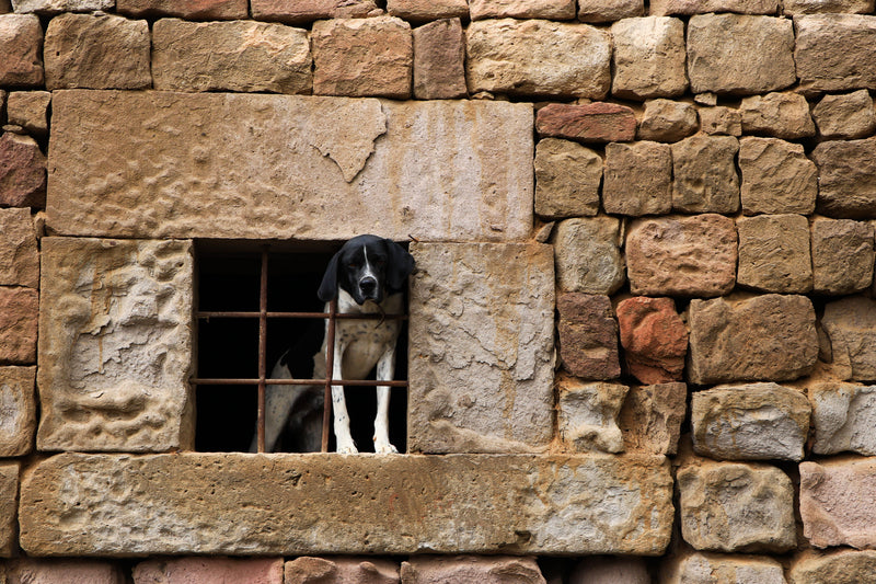 Hond kijkt rustig door het raam naar buiten op een grijze herfstdag