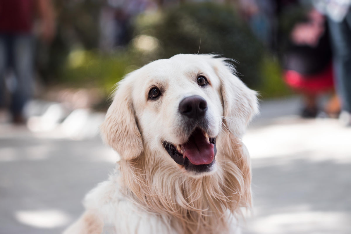 Hond kijkt uit het autoraam tijdens een ritje