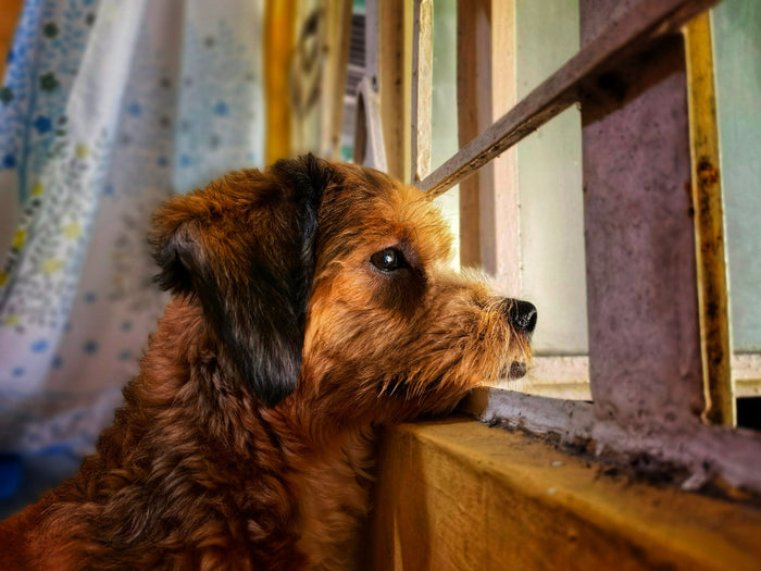 Hond kijkt door het raam naar buiten tijdens regenachtig weer