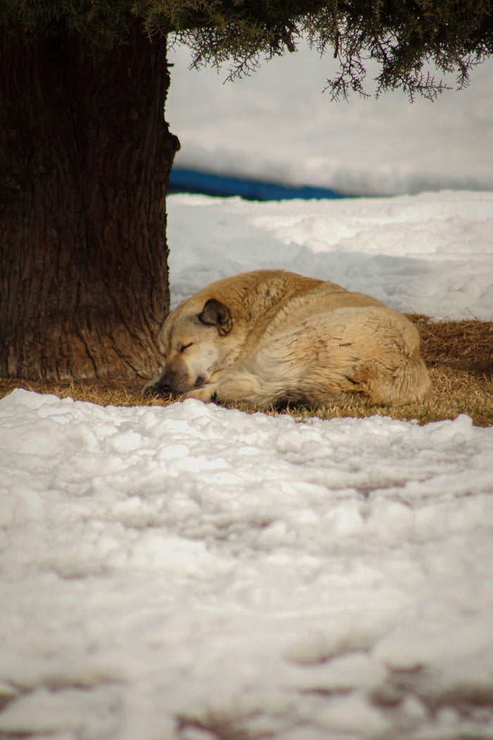 Rustende hond onder een boom met sneeuw eromheen