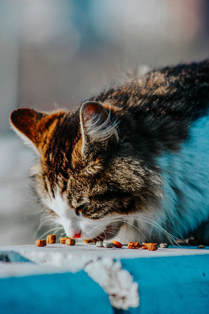 Kat eet natvoer uit een bakje