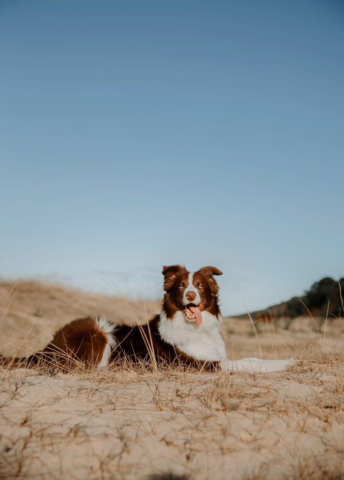 Hond ligt te rusten in de zon tijdens warm nazomerweer