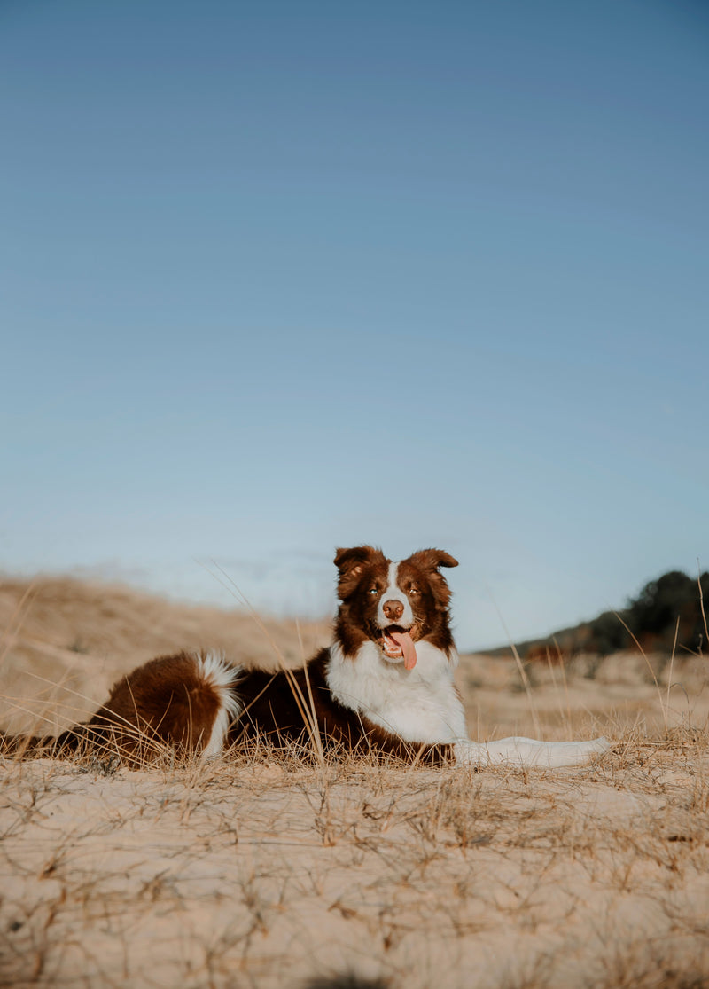 Hond ligt te rusten in de zon tijdens warm nazomerweer