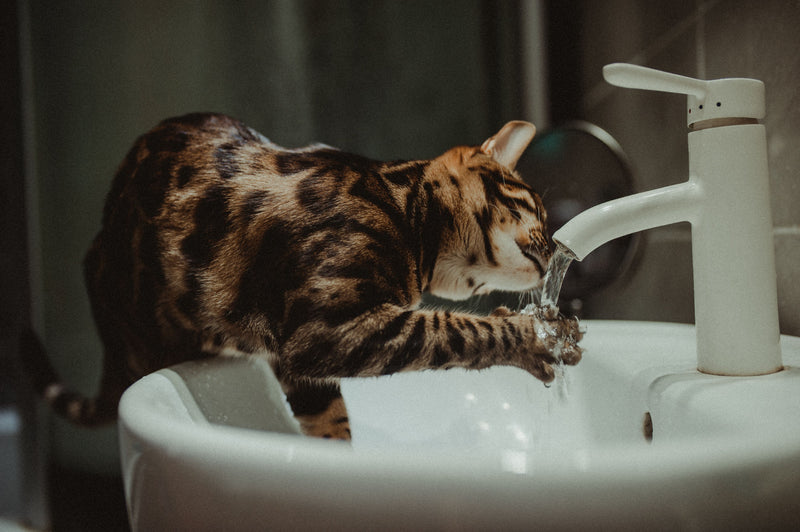 Kat die water drinkt uit een kraan in plaats van uit haar drinkbak