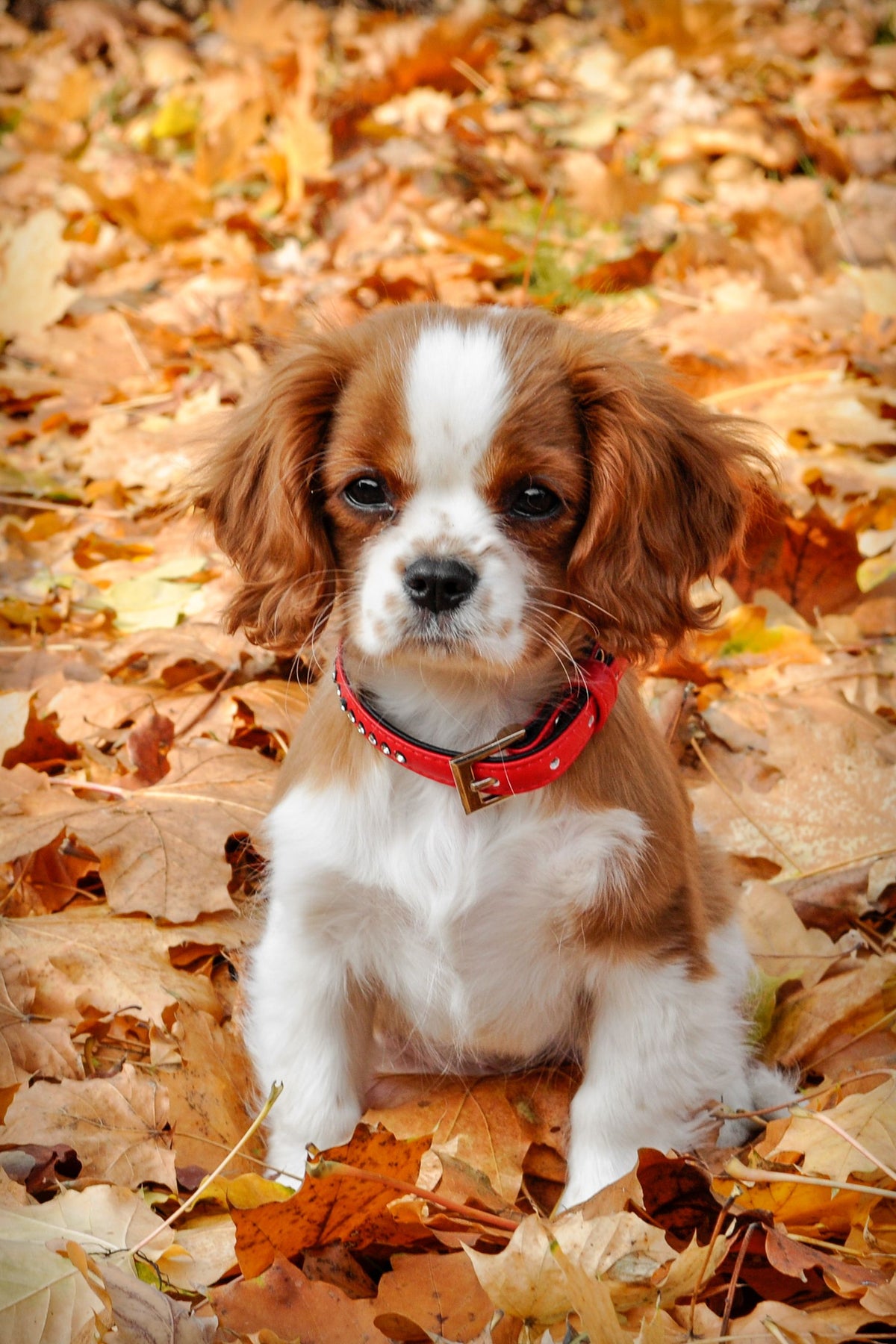 Puppy zit tussen herfstbladeren