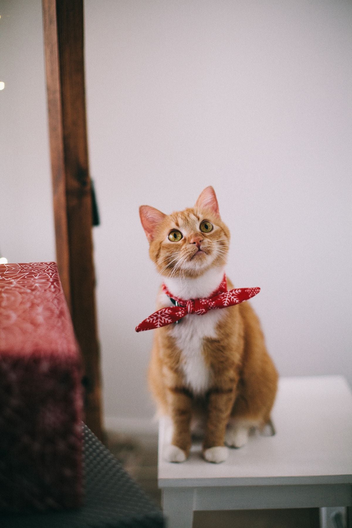Rode kat met rode bandana kijkt omhoog