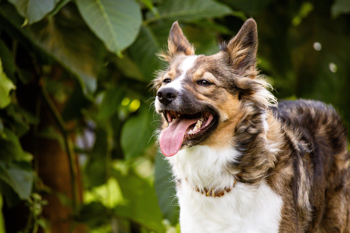 Hijgende Australian Shepherd in het gras op een warme zomerdag