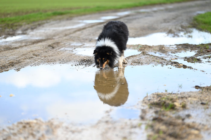 Hond drinkt water buiten terwijl het herfstweer nadert