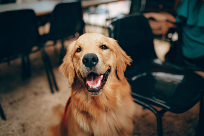Glimlachende golden retriever op een terras