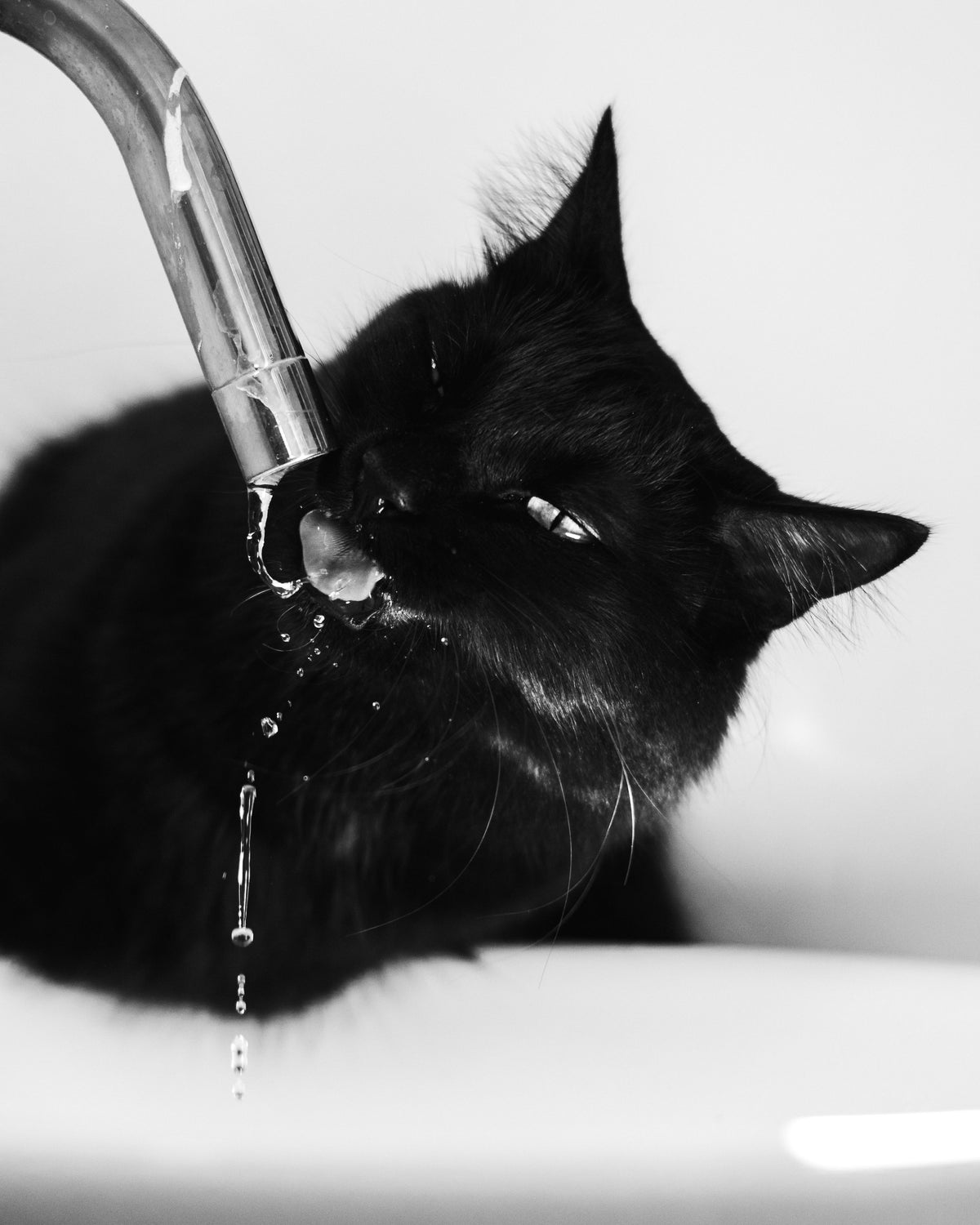 Kat drinkt uit een stromende kraan
