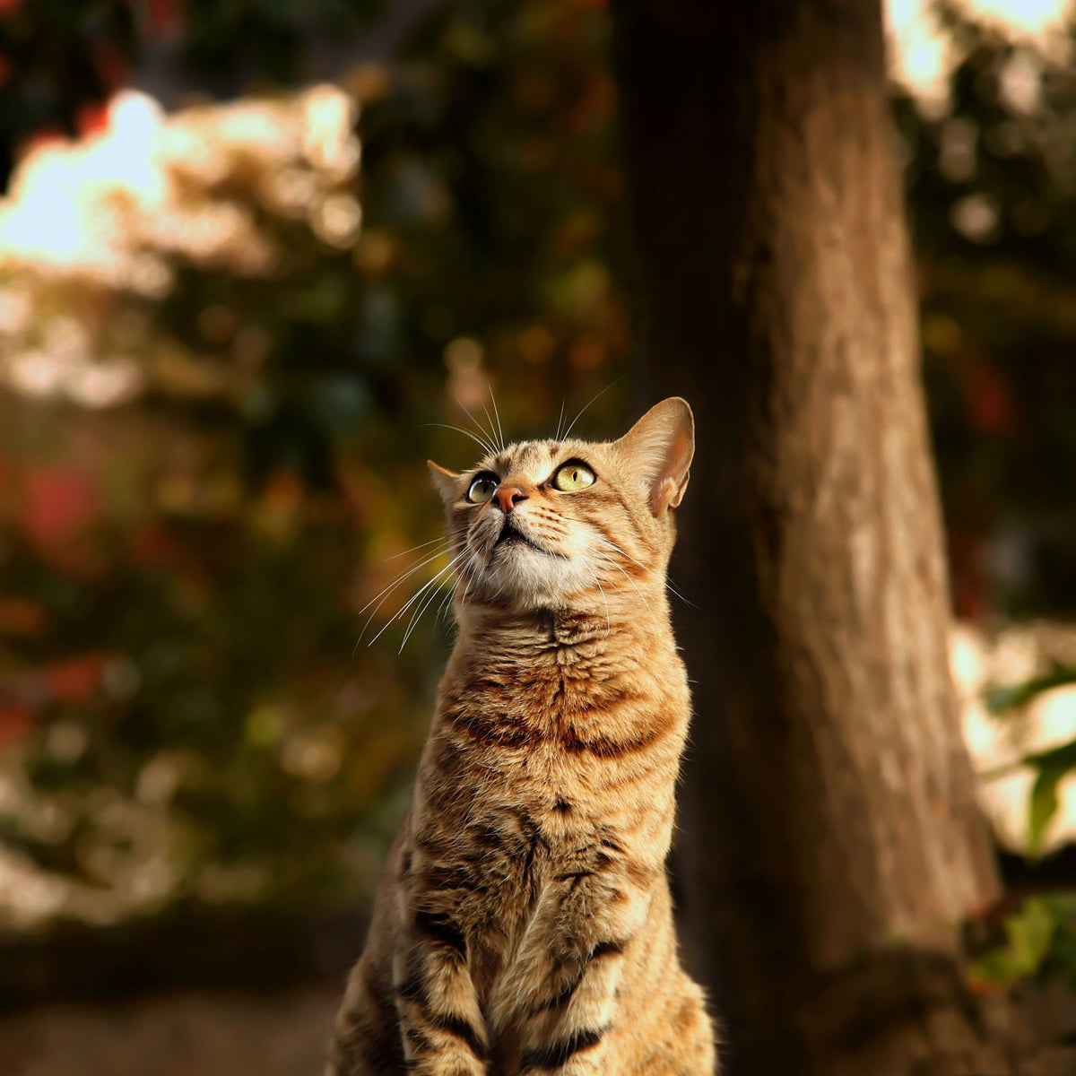 Kat kijkt omhoog tussen herfstbomen