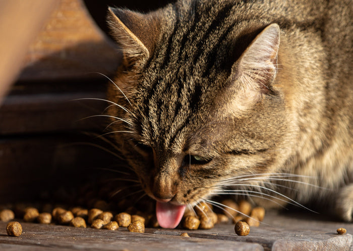Close-up van een kat die aan haar voer snuffelt