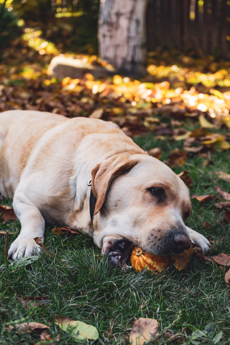 Labrador in het gras naast een pompoen tijdens de herfst