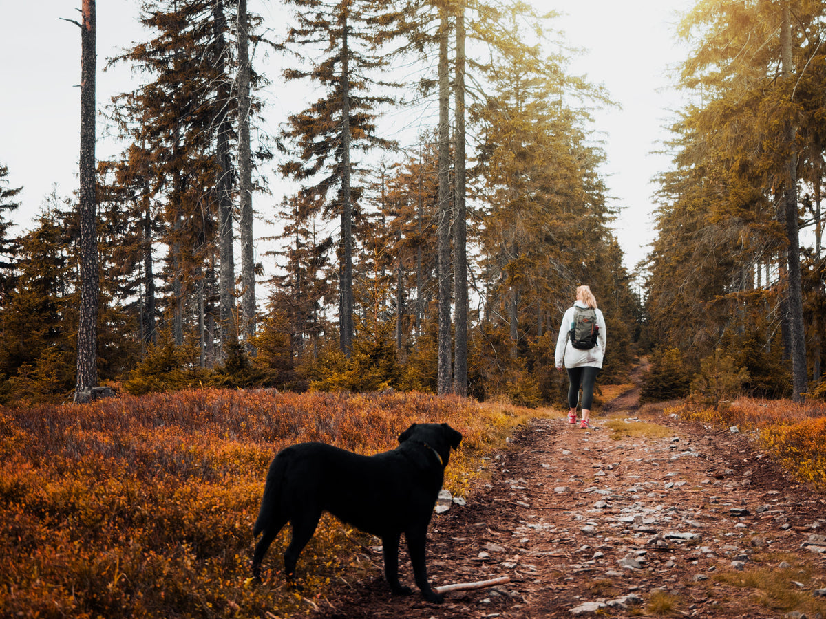 Hond wandelt met baasje door een herfstbos vol bladeren