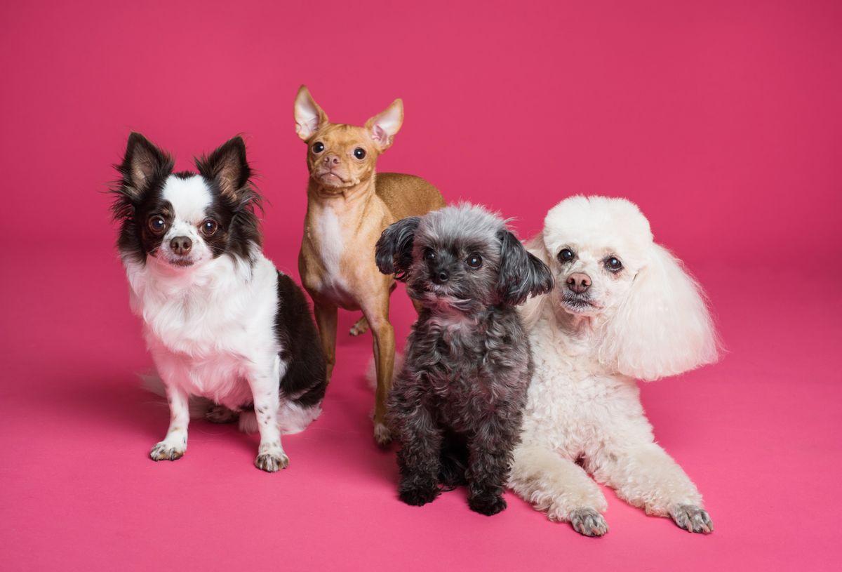 Vier kleine honden van verschillende rassen op een roze achtergrond