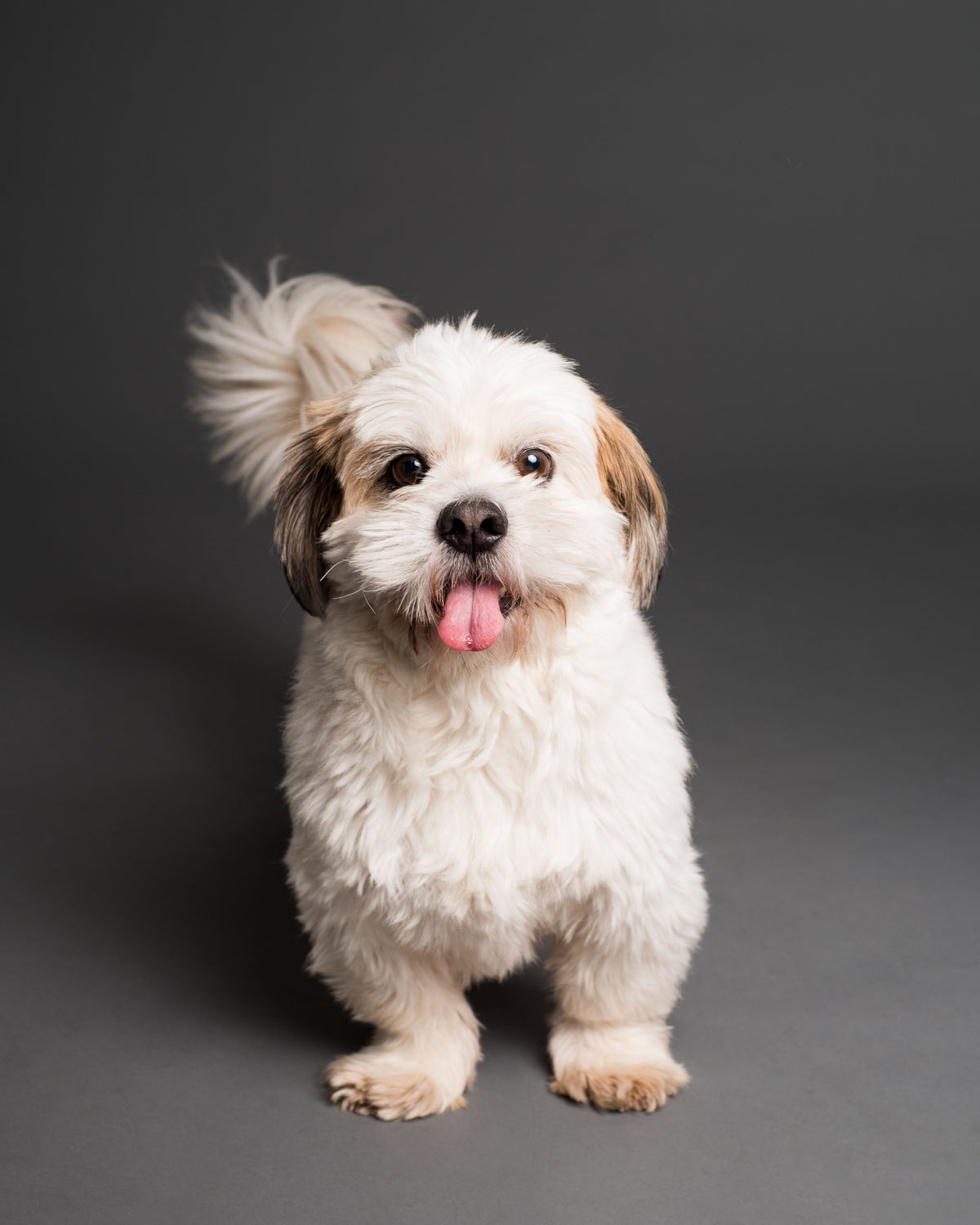 Pluizige witte hond in een studio