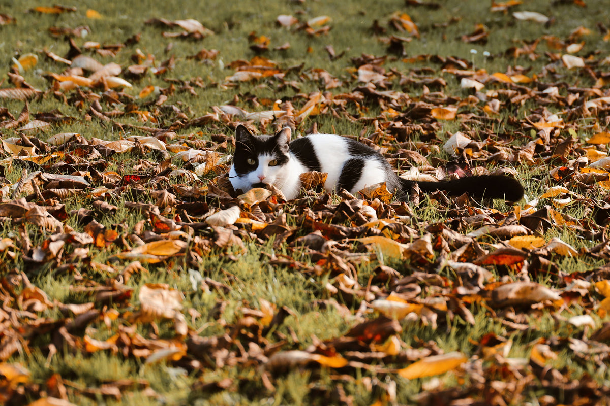 Kat tussen de herfstbladeren in een zonnige tuin
