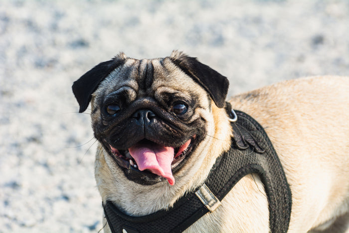 Hond geniet van een zonnige nazomerdag in oktober