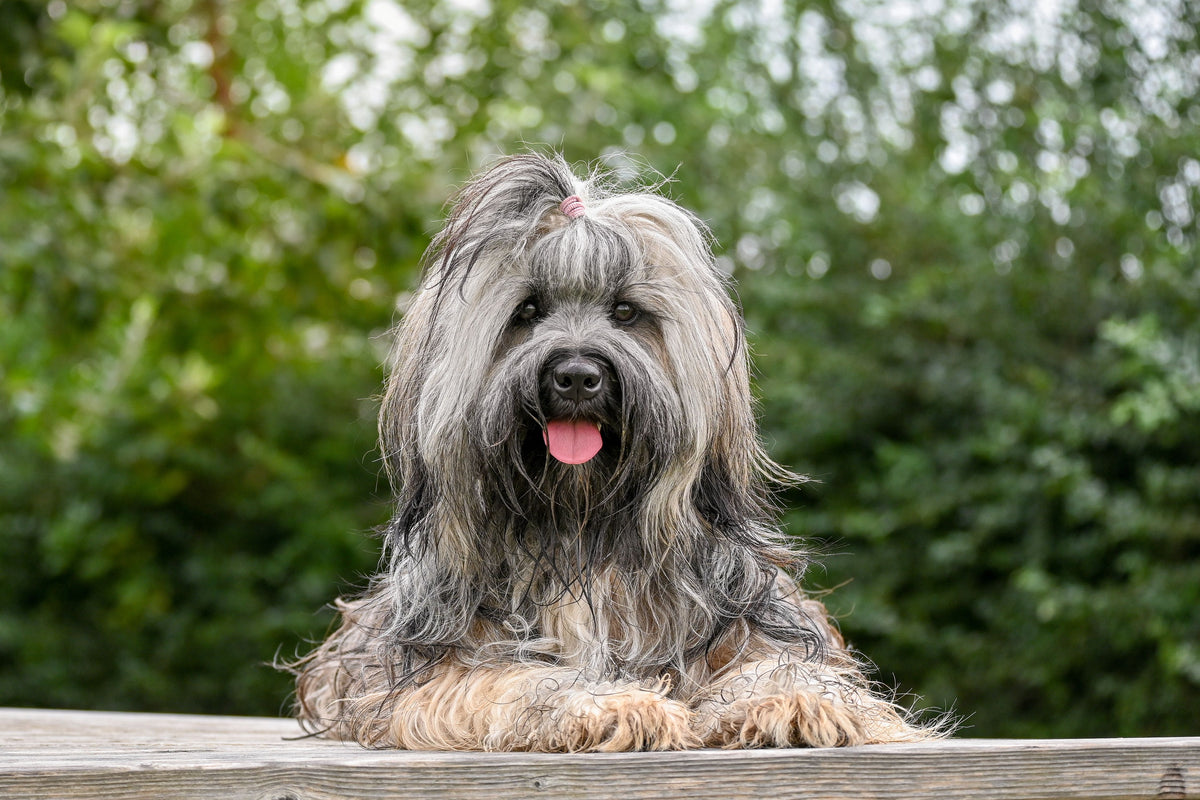 Langharige hond ontspant buiten in de zon