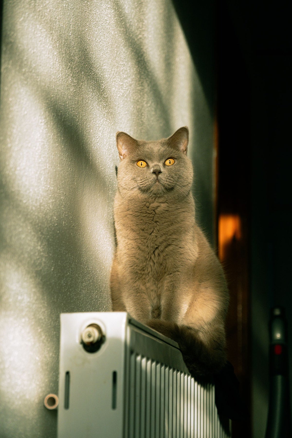 Kat rust op een radiator in huis